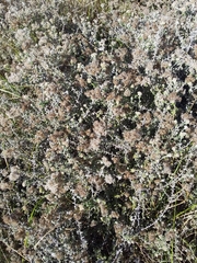 Plecostachys serpyllifolia