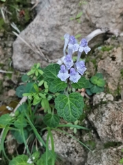 Scutellaria indica