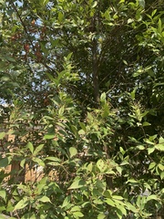 Magnoliopsida