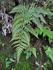 Dryopteris nipponensis