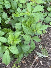 Geum urbanum