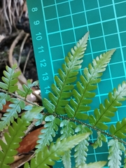 Dryopteris nipponensis