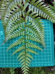 Dryopteris nipponensis