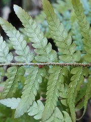Dryopteris nipponensis
