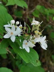 Deutzia scabra