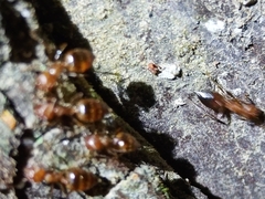 Crematogaster rogenhoferi