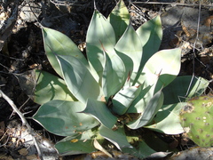 Agave nuusaviorum