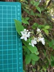 Deutzia scabra