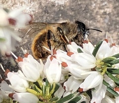 Osmia bicornis