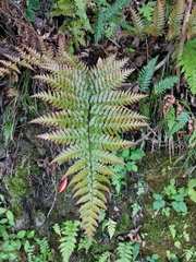 Dryopteris erythrosora