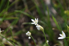 Allium subhirsutum
