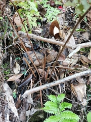 Dryopteris erythrosora