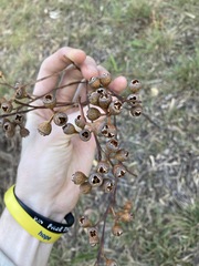 Eucalyptus punctata