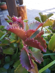 Kalanchoe sexangularis