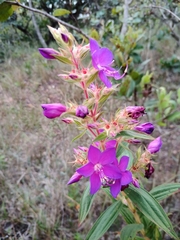 Rhynchanthera grandiflora