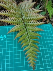 Dryopteris erythrosora
