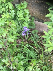 Hyacinthoides × massartiana