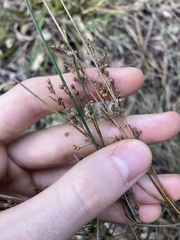 Juncus usitatus