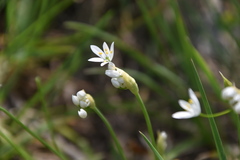 Allium subhirsutum