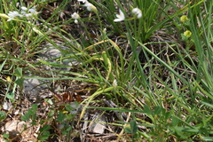 Allium subhirsutum