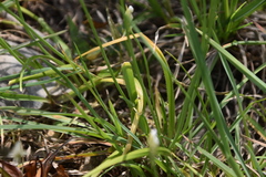 Allium subhirsutum