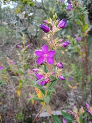 Rhynchanthera grandiflora