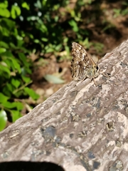 Neope goschkevitschii