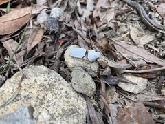 Cyphochilus apicalis