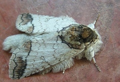 Rifargia lineata