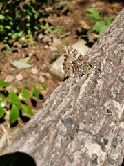 Neope goschkevitschii