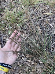 Juncus usitatus