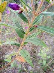 Rhynchanthera grandiflora