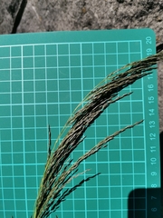 Eragrostis curvula