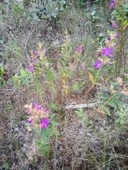 Rhynchanthera grandiflora