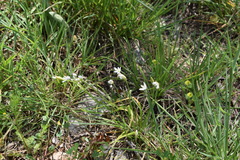 Allium subhirsutum