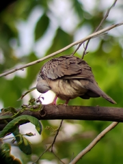 Streptopelia chinensis