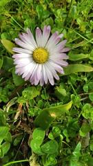 Bellis perennis