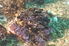 Distromium flabellatum