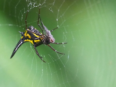 Micrathena raimondi