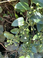 Cissus fragilis