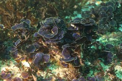 Distromium flabellatum