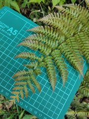 Dryopteris erythrosora