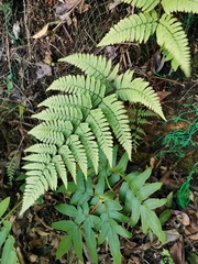Dryopteris hondoensis rubisora