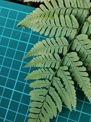 Dryopteris hondoensis rubisora