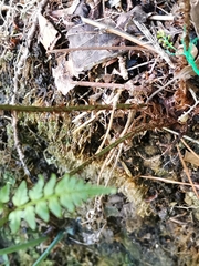 Dryopteris hondoensis rubisora