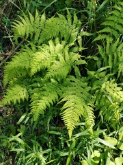 Athyrium yokoscense