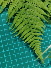Athyrium yokoscense