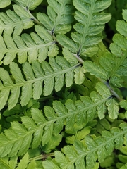 Athyrium yokoscense
