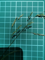 Poa acroleuca