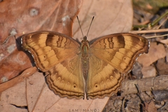 Junonia iphita